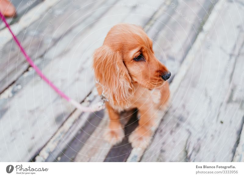 portrait of cute puppy cocker spaniel dog outdoors Woman Dog Pet Park Sunbeam Exterior shot Love Embrace Smiling Rear view Kissing Breed Purebred