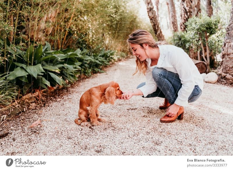cute puppy of cocker spaniel dog giving paw to her owner in a park paws high five Woman Dog Pet Park Sunbeam Exterior shot Love Embrace Smiling Kissing Breed