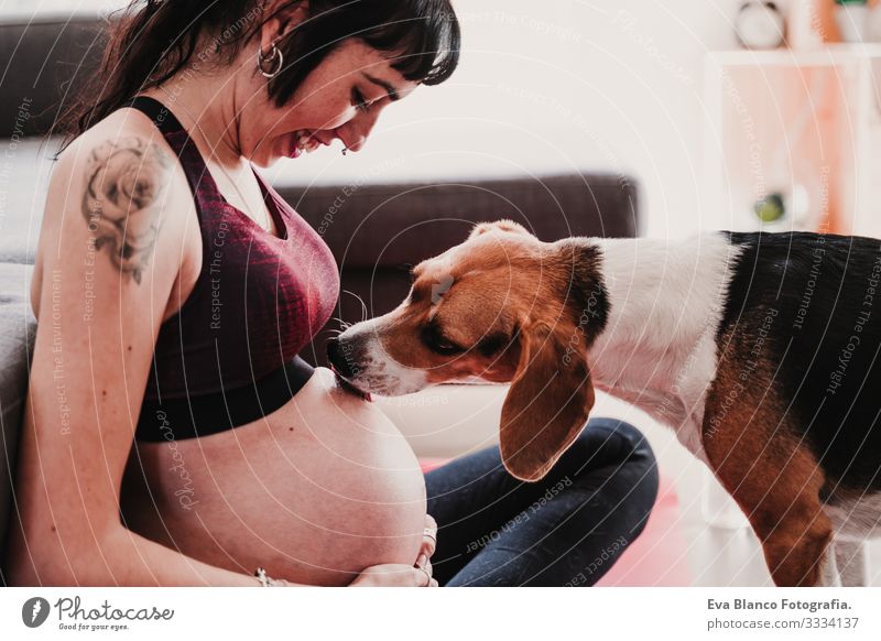 young pregnant woman at home practicing yoga sport. cute beagle dog besides licking belly Pregnant Woman Yoga Home Sports Healthy Lifestyle Youth (Young adults)