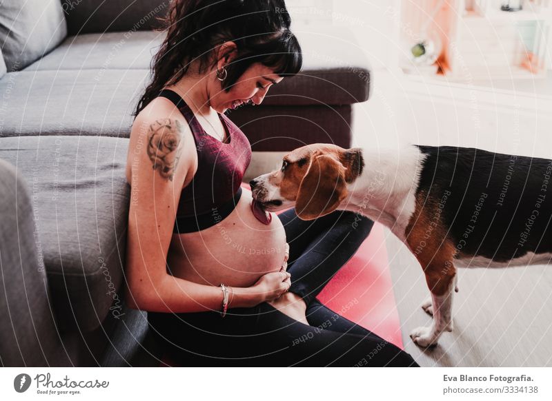 young pregnant woman at home practicing yoga sport. cute beagle dog besides licking belly Pregnant Woman Yoga Home Sports Healthy Lifestyle Youth (Young adults)