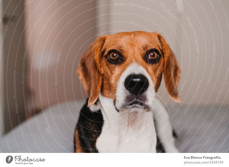 close up portrait of beautiful beagle dog at home Beagle Dog Pet Home Bed Lie (Untruth) House (Residential Structure) Day owner Deserted Portrait photograph