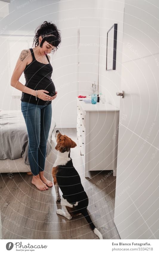 young pregnant woman at home with her cute beagle dog Pregnant Woman Dog Home Beagle Pet expecting Life Domestic Smiling Embrace indoor Relaxation Considerate