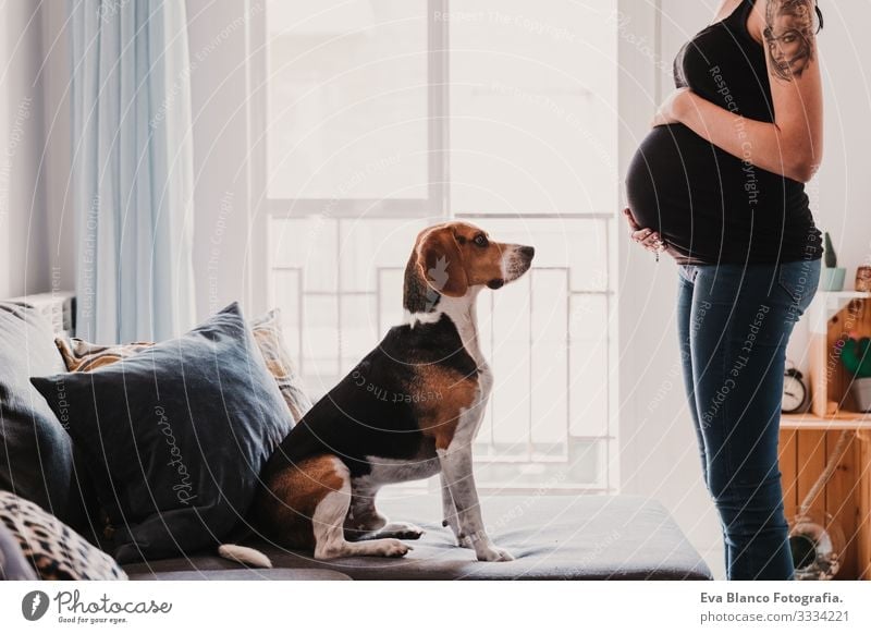 young pregnant woman at home with her cute beagle dog Pregnant Woman Dog Home Beagle Pet expecting Life Domestic Smiling Embrace indoor Relaxation Considerate