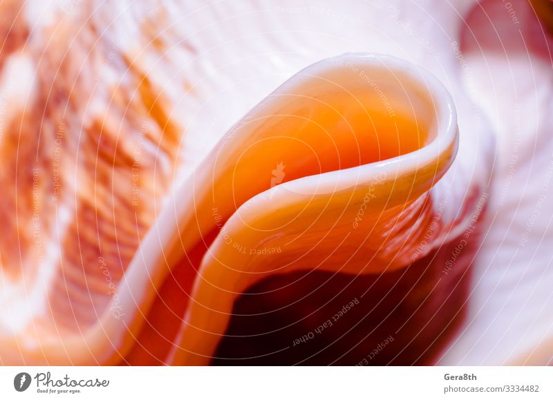 fragment of a large oceanic seashell Exotic Line Glittering Large Bright Soft Pink Red background color flesh Fragment Hole oblong orange Purple Shell smooth