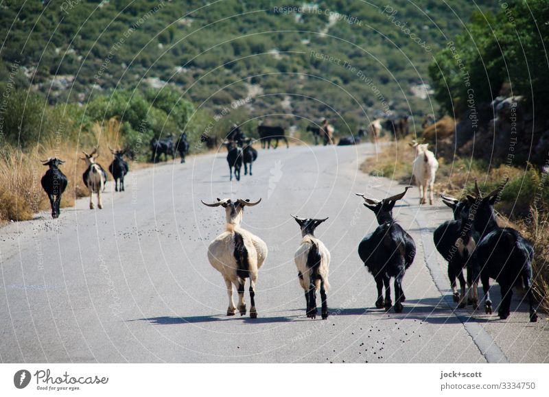herd of goats Agriculture Animal Bushes Mountain Greece Traffic infrastructure Street Farm animal Authentic Many Moody Idyll Lanes & trails Goat herd
