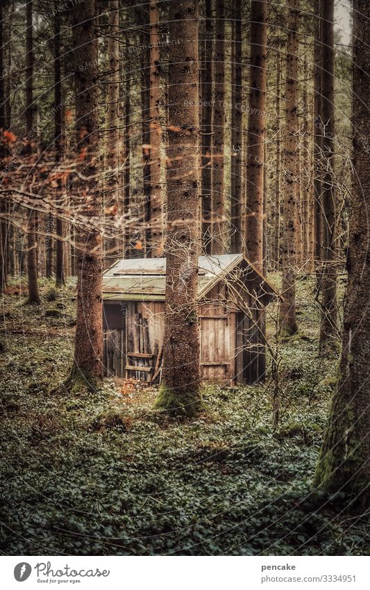 hermit | corona thoughts Hut Forest Hermit Nature Retreat retreat Diogenes Lonely trees on one's own Landscape Exterior shot Environment Calm Colour photo