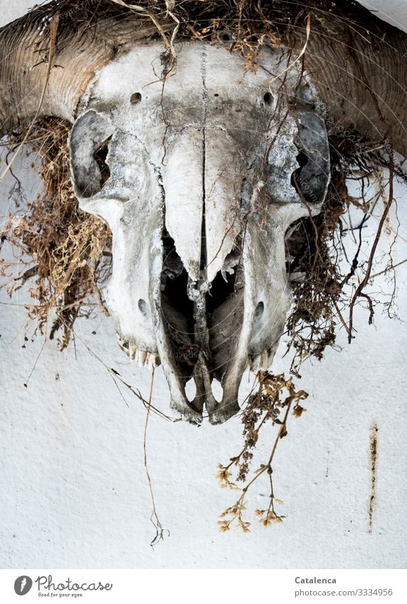 Ram skull with bird nest Death Grief finally Sadness Transience Death's head Animal skull Aries horns grasses Creepy Bone Hallowe'en Skeleton dead Head Alarming