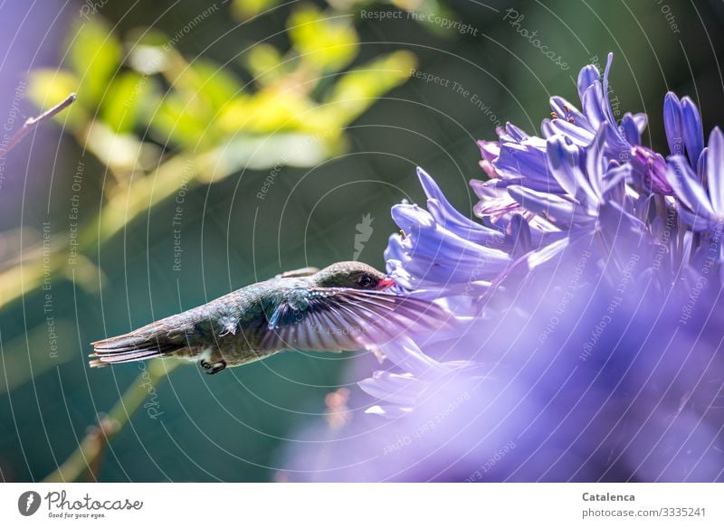 From little flower to little flower, hummingbird flies from agapanthus to agapanthus Nature Plant Animal Summer Flower Blossom Exotic Jewelry lilies Garden Park