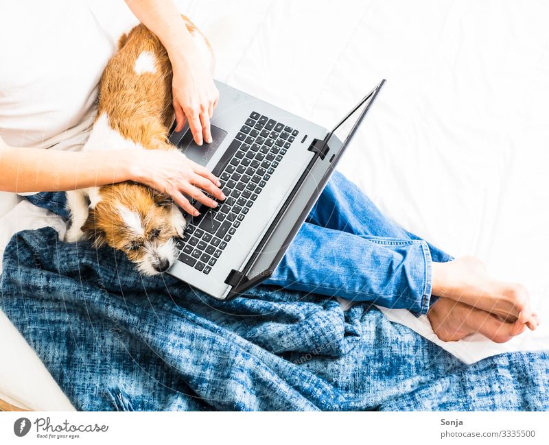 Man with laptop and a dog on his lap Lifestyle Bed Office Notebook Technology Entertainment electronics Advancement Future Information Technology Internet