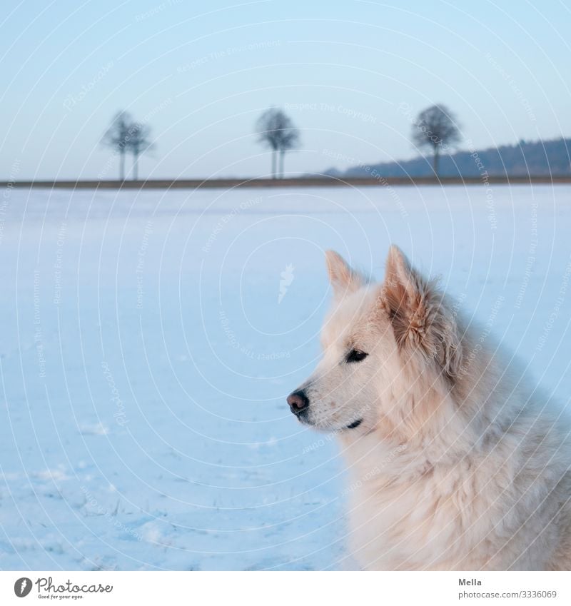 Ice Age | Ice Cold Dog Environment Nature Landscape Winter Weather Frost Snow Meadow Field Animal Pet 1 Observe Looking Wait Blue White Attentive Watchfulness