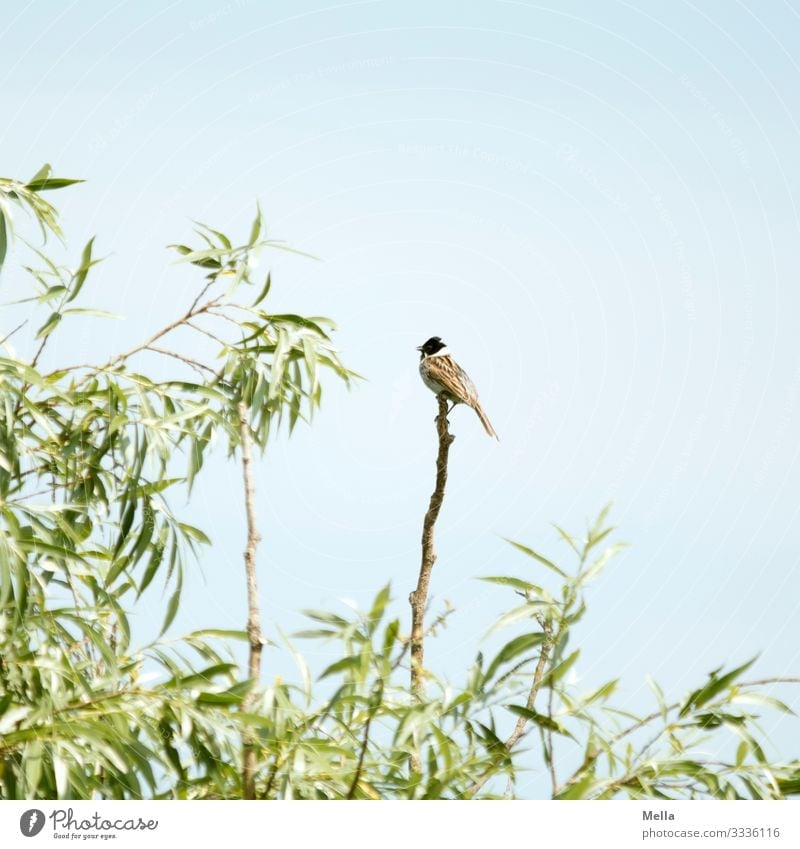 Bird summer | Pipe ram on branch birds Pipe bunting Animal Nature Sky Branch Willow tree Exterior shot 1 Deserted Twig natural Small Environment Plant