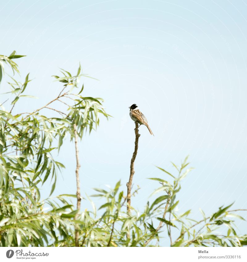 Bird summer | Pipe ram on branch Pipe bunting Animal Nature Sky Branch Willow tree Tree Exterior shot 1 Deserted Twig naturally Small Environment Plant