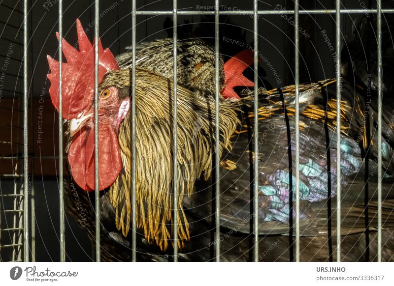locked up | cock in a cage Farm animal Rooster 1 Animal Looking Stand Sadness Curiosity Brown Yellow Orange Red Black Protection Fear Loneliness Captured jail
