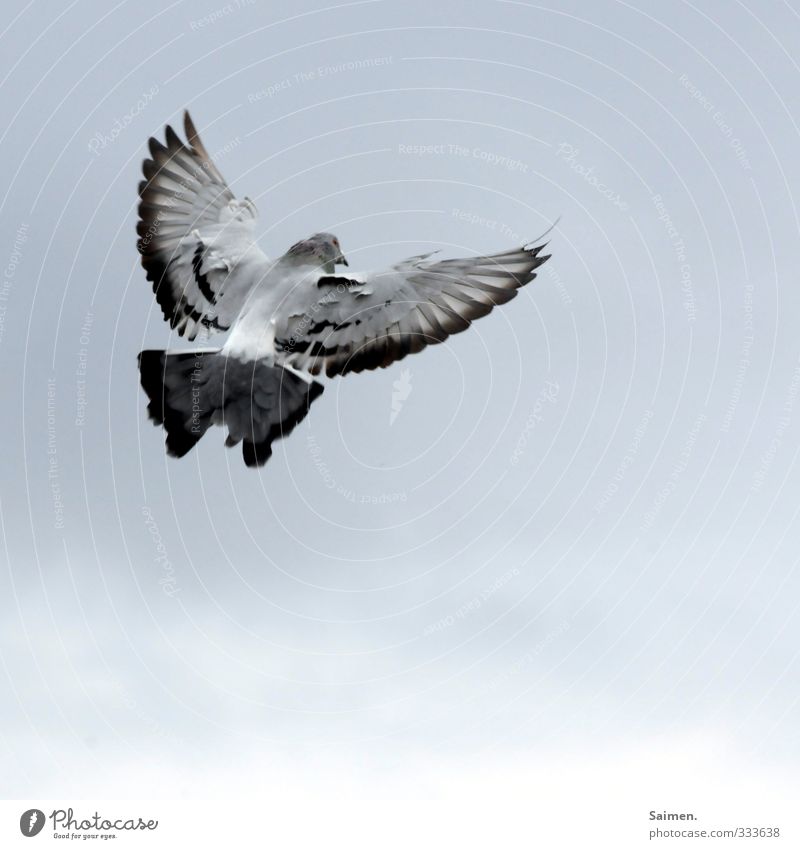 landing approach Animal Wild animal Bird Pigeon 1 Flying Freedom Feather Wing Sky Colour photo Subdued colour Day Bird's-eye view