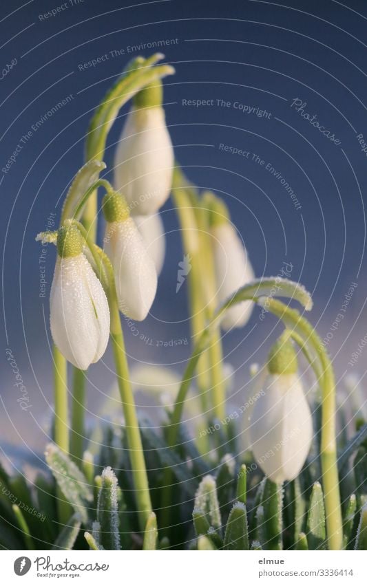 Spring Bells Nature Plant Beautiful weather Flower Blossom Snowdrop Spring flowering plant Garden chastened Spring ringing Blossoming Elegant Near Blue Green