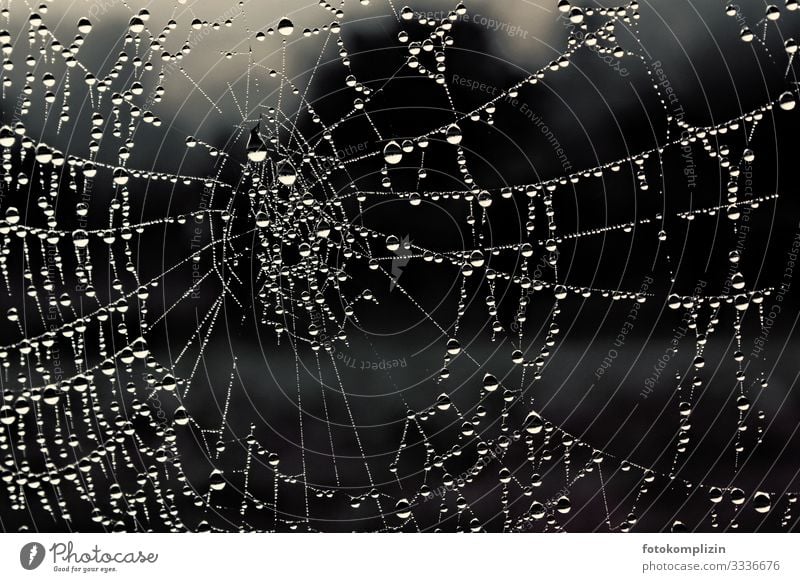 Water beads on a spider web Spider's web Rain Line Net Network Drop Spiral Circle Touch Glittering Illuminate Tug-of-war Calm Variable Ease Precision Transience