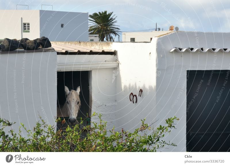 stable Ride House (Residential Structure) Agriculture Forestry Environment Nature Weather Plant Bushes Palm tree Lanzarote Spain Village Barn Wall (barrier)