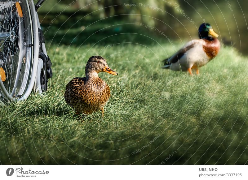 Barrier-free | wheelchair at a lake with curious ducks on the meadow Leisure and hobbies Trip Summer Animal Wild animal Duck 2 Driving Sit Stand Authentic luck