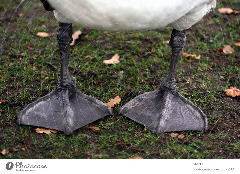wide legged and down to earth Swan Swan Feet Legs apart Down-to-earth flat feet Animal Feet Bird Feet Level Simple Break Stand Fixed Mobility Subdued colour
