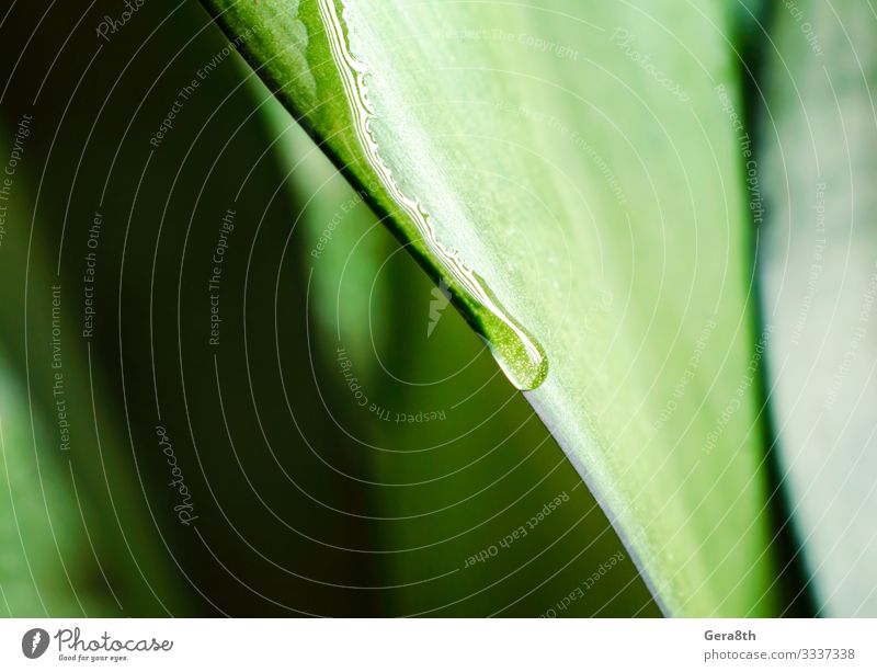 drop of dew on a green leaf of a plant close up Summer Garden Environment Nature Plant Climate Leaf Drop Fresh Bright Wet Natural Soft Green Colour backdrop