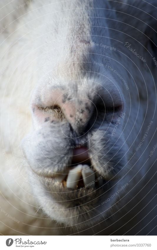 A big kiss afterwards. HAPPY BIRTHDAY PHOTOCASE FOR THE 19TH BIRTHDAY! Llama lamas Pout Teeth Show your teeth Nostrils Muzzle Snout Animal Animal portrait