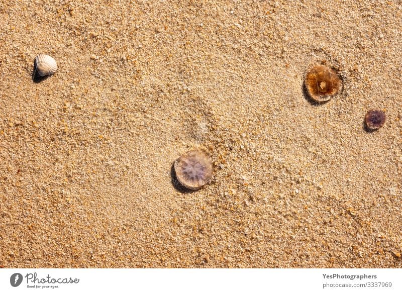 Jellyfish and seashell on sand close-up. Beach background Summer Sand Beautiful weather Coast North Sea 3 Animal Exotic Frisian island German beach Germany