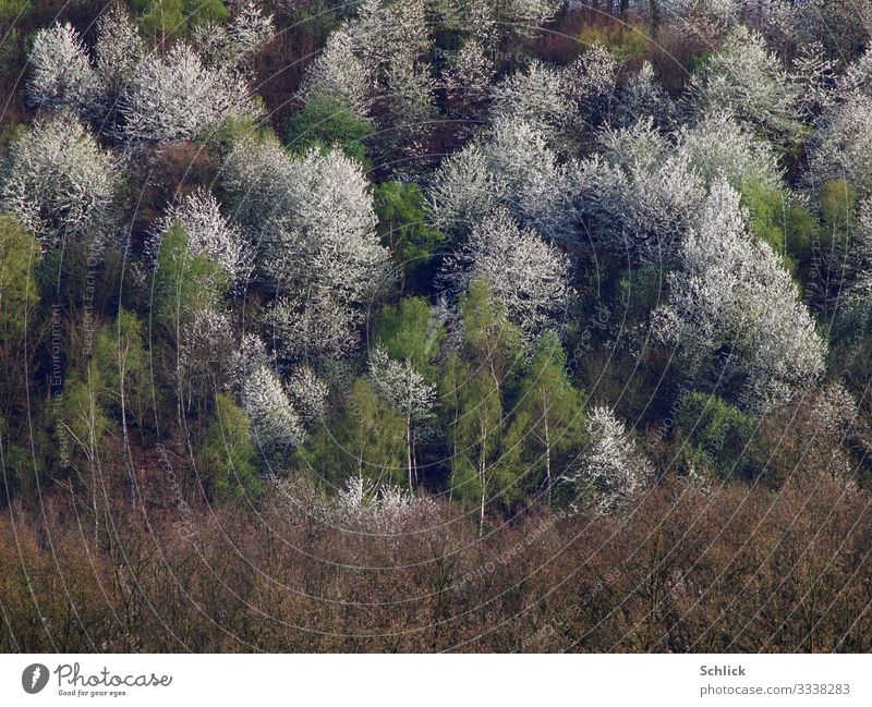 spring Nature Landscape Plant Spring Tree Forest Blossoming Brown Green White Growth Telephoto Birch tree Many Colour photo Exterior shot Copy Space bottom Day