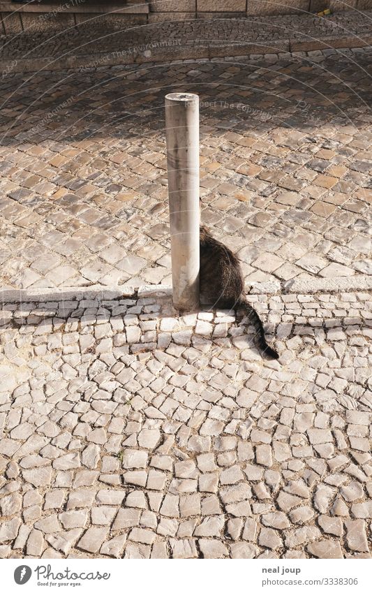 cats made tail Old town Street Cobblestones Bollard Pet Cat 1 Animal Stone Looking Sit Astute Funny Crazy Joy Curiosity Uniqueness Expectation Whimsical