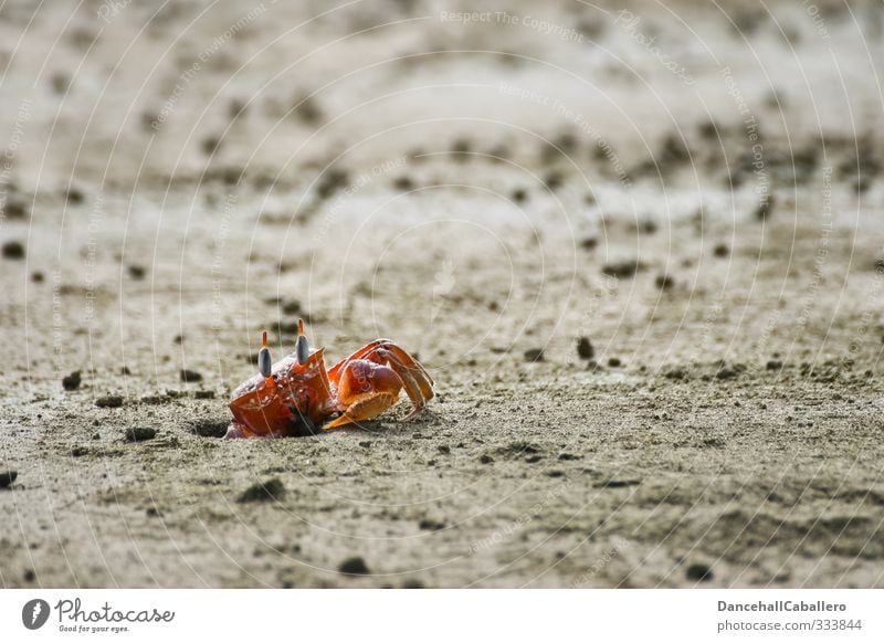 Mr. Krabbe Environment Nature Sand Coast Beach Ocean Animal Shrimp 1 Observe Crawl Elegant Red Loneliness Watchfulness Hollow Life Individual Caution Attentive