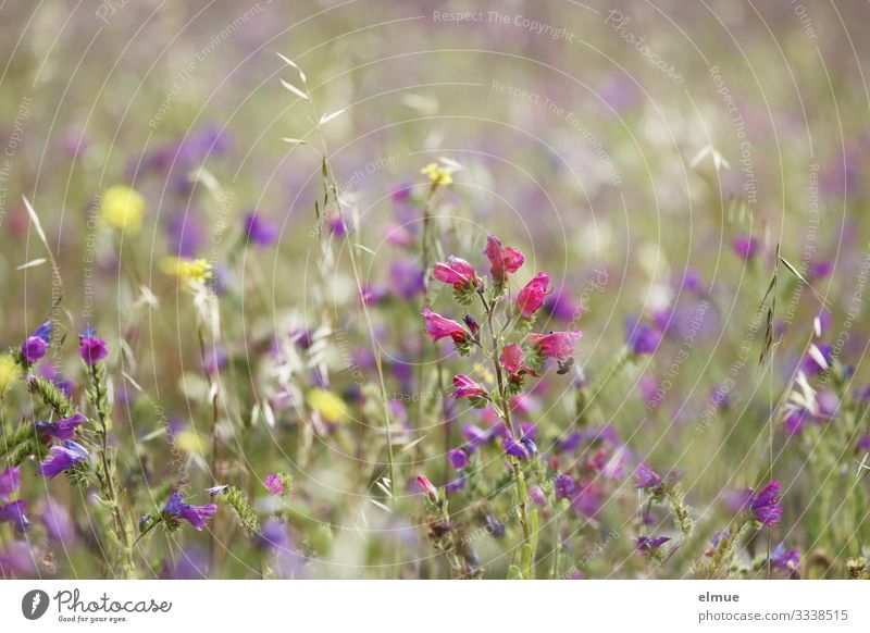 A breath of summer Nature Plant Summer Beautiful weather Blossom Foliage plant Wild plant Chalky meadow Flower mixture Summerflower Park Meadow Blossoming