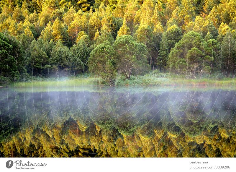 veil of mist Fog Shroud of fog trees Black Forest Autumn Autumnal reflection Deciduous forest Deciduous tree Water Lake Water reflection Surface of water Nature