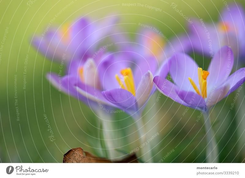 weather change Environment Nature Plant Spring Leaf Blossom Foliage plant Wild plant Crocus Thin Authentic Fresh Small Near Natural Soft Green Violet