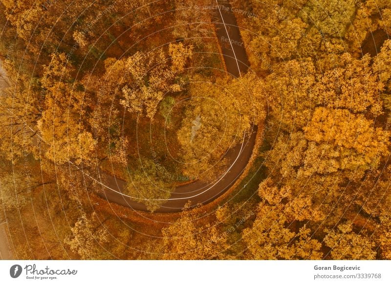 Aerial view of thick forest in autumn with road cutting through Beautiful Vacation & Travel Trip Mountain Nature Landscape Autumn Tree Leaf Forest Transport