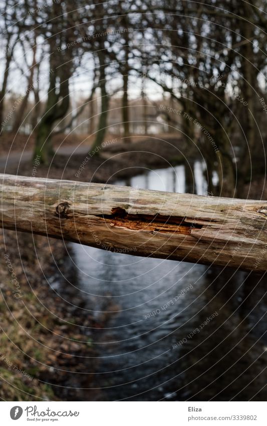 trunk Brook River Nature Wood Tree trunk Brittle Barrier Handrail Colour photo Exterior shot Deserted Copy Space bottom Day