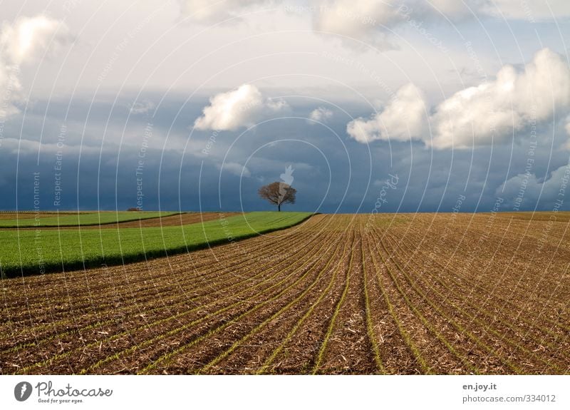 solitary Environment Nature Landscape Plant Elements Earth Sky Clouds Storm clouds Bad weather Gale Thunder and lightning Tree Agricultural crop Field Threat
