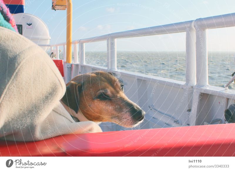 Dog looks sadly over the sea on the deck of the island ferry North Sea Navigation Passenger ship Pet 1 Animal Moody Love of animals Crossing Deck Sadness