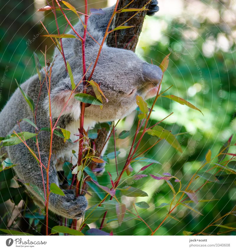 Tree inhabitant likes eucalyptus Warmth Eucalyptus tree Leaf Koala 1 To hold on Authentic Exotic Cuddly Above Watchfulness Inspiration Senses To feed Habitat