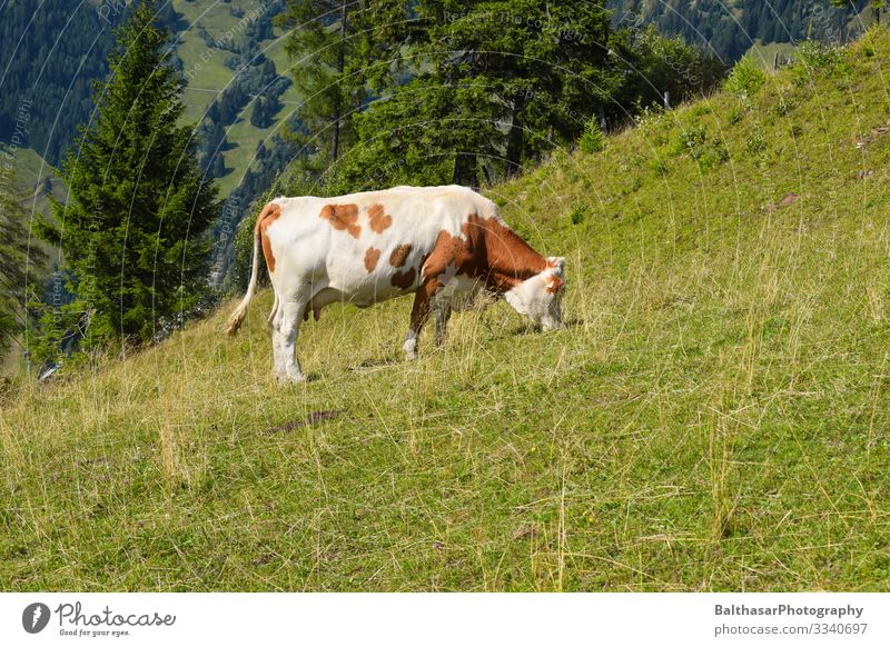 Cow on meadow (in the mountains) Vacation & Travel Trip Freedom Summer Mountain Hiking Environment Nature Landscape Sunlight Weather Beautiful weather Plant