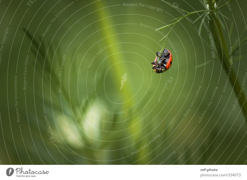 What am I gonna do? Nature Plant Animal Spring Ladybird Hang To swing Green Red Colour photo Exterior shot Deserted Animal portrait