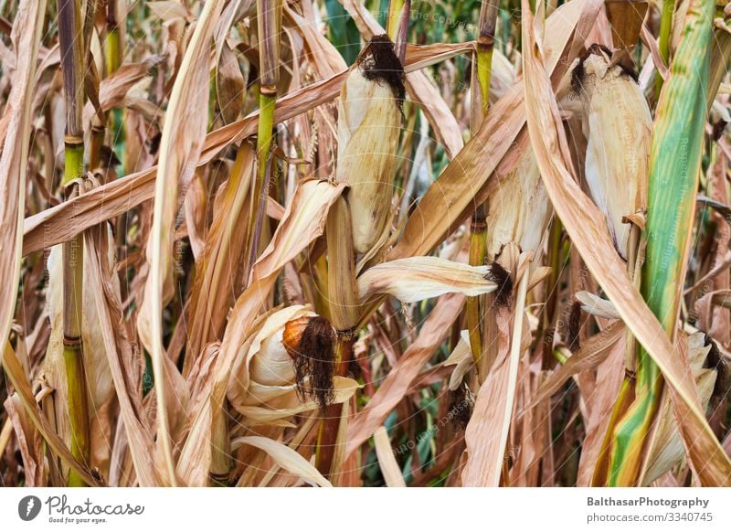 Corn cobs (in the maize field) Food Vegetable Nutrition Vegetarian diet Summer Culture Environment Nature Plant Climate Climate change Warmth Drought