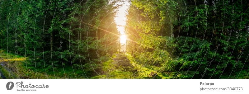 Green forest panorama scenery with sunlight Beautiful Summer Sun Environment Nature Landscape Plant Tree Grass Moss Leaf Park Forest Lanes & trails Natural Wild