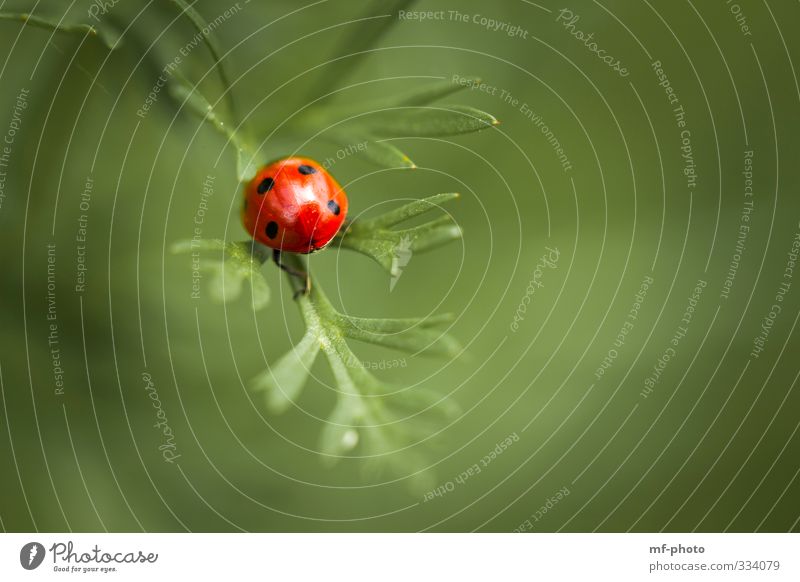 Let's get out of here... Plant Animal Ladybird Green Red Colour photo Exterior shot Macro (Extreme close-up)