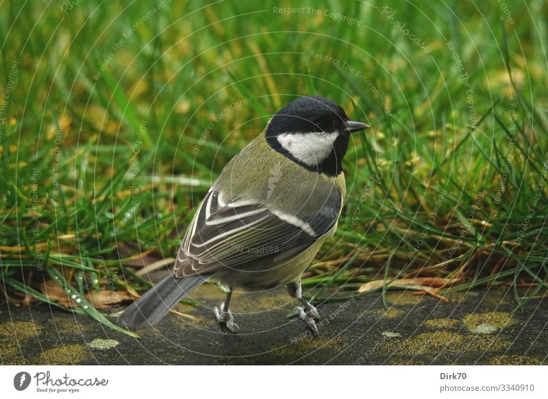 Great tit on the terrace Environment Nature Winter Bad weather Plant Grass Foliage plant Lichen Garden Meadow Bremen Germany Terrace Paving stone Animal
