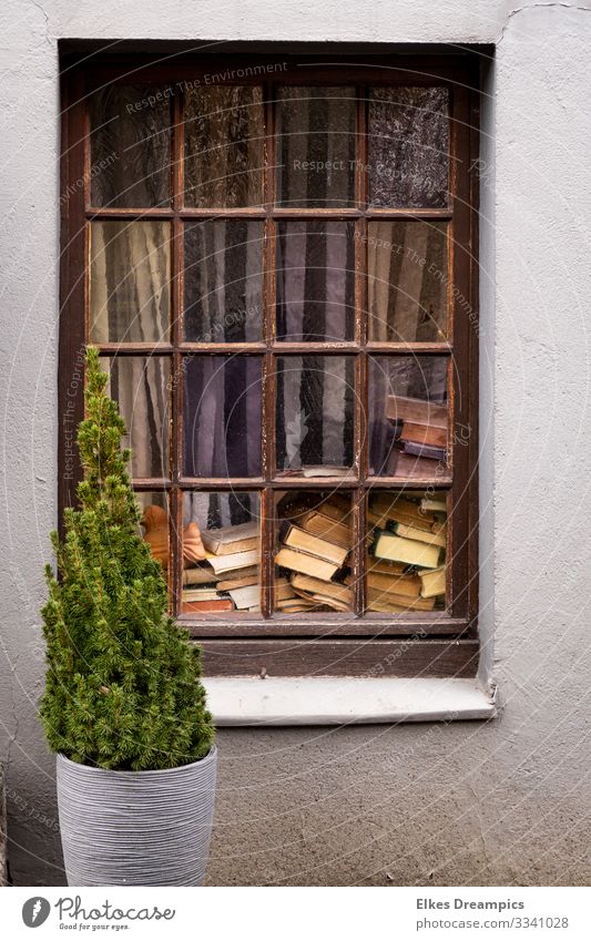 A jumble of books behind an old window and in front of it a green plant Book Reading House (Residential Structure) Window Dirty Sharp-edged natural