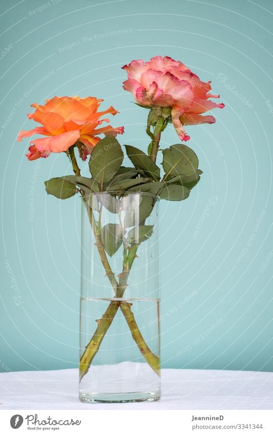 two roses Valentine's Day Mother's Day Plant Rose Blossoming Decoration Kitsch Odds and ends Orange Turquoise Happy Friendship Love Infatuation Loyalty Emotions