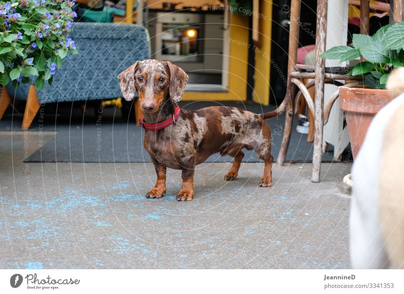 Hello, I'm a dachshund! Leisure and hobbies Veterinarian Retirement Closing time Animal Pet Dog 1 Looking Stand Natural Brown Joy Power Passion Considerate