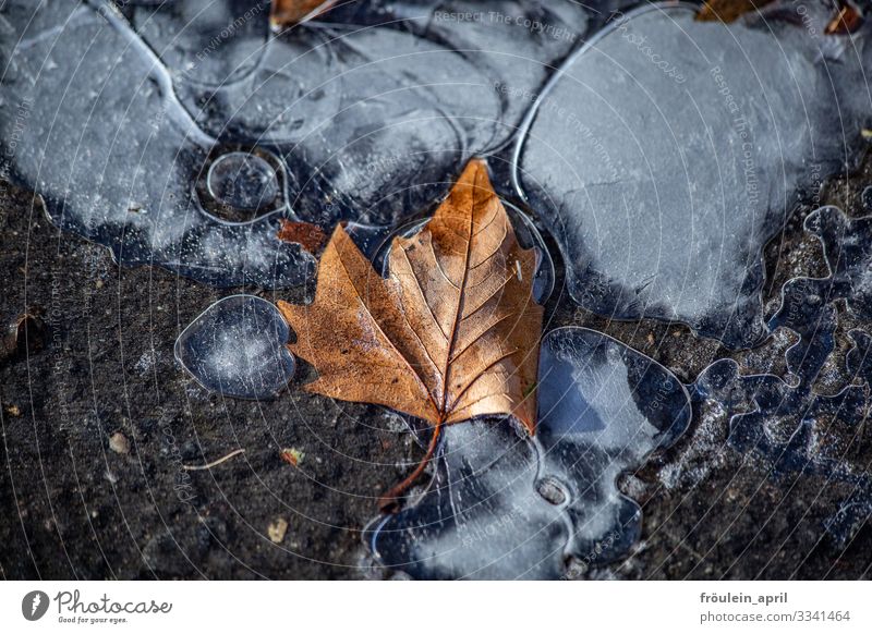 first frost with autumn leaf Autumn Frost Ice Maple tree Leaf Street freeze Water Cold Winter Exterior shot Nature Colour photo Deserted Plant Day Environment