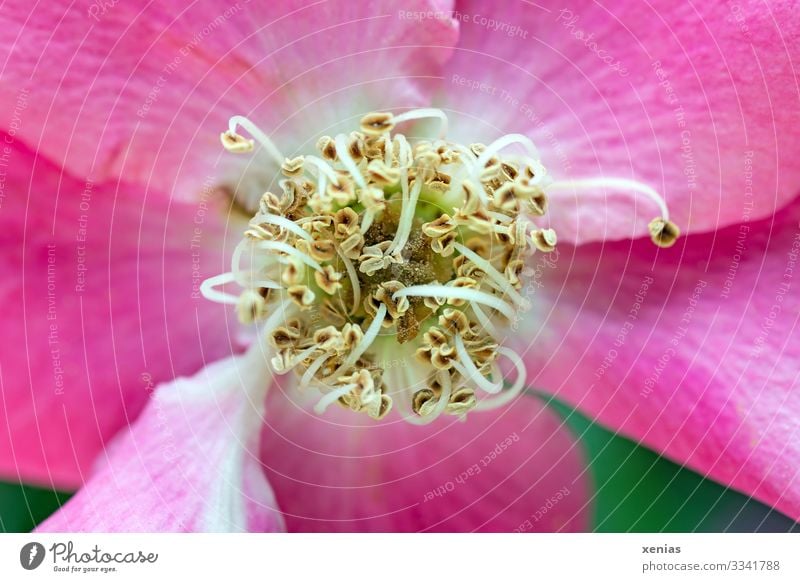 Macro shot of a pink unfilled rose with green background Rose Blossom Garden Flower Pink Fragrance Beautiful Yellow Green Stamen Unfilled xenias Dog rose
