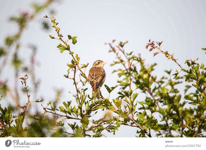 Young shrike sitting on a branch Nature Animal Wild animal Bird 1 Observe Elegant Small lanius excubitor young copy space fly hunter nobody raptor songbird