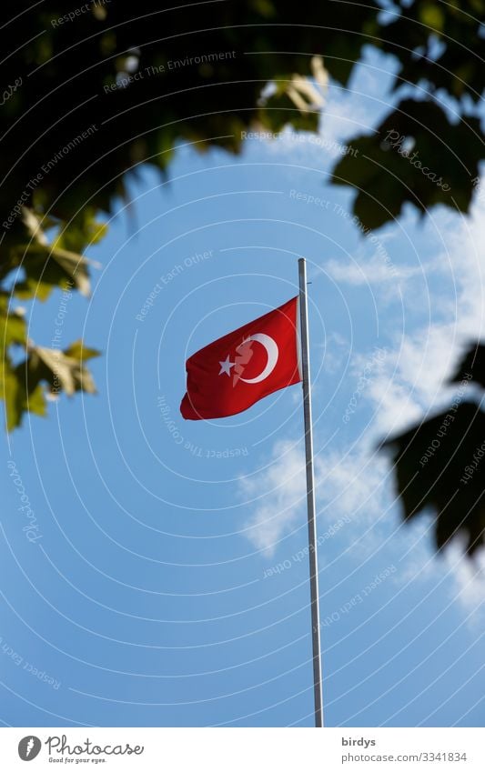 Turkish flag light and shadow Beautiful weather Wind Branch Leaf canopy Turkey Flag Authentic Blue Gray Green Red White Self-confident Might Dangerous Pride